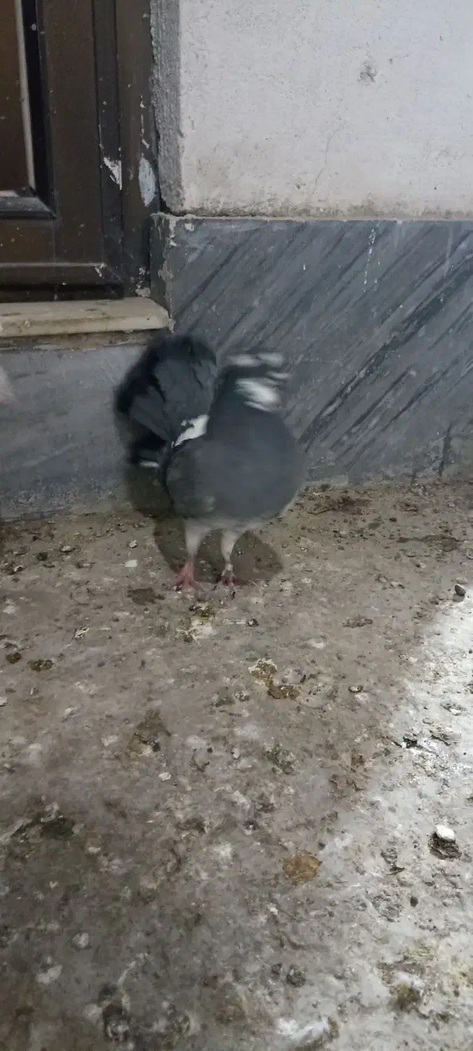 کبوتر دمچتری و تزیینی|پرنده|بابل, |دیوار