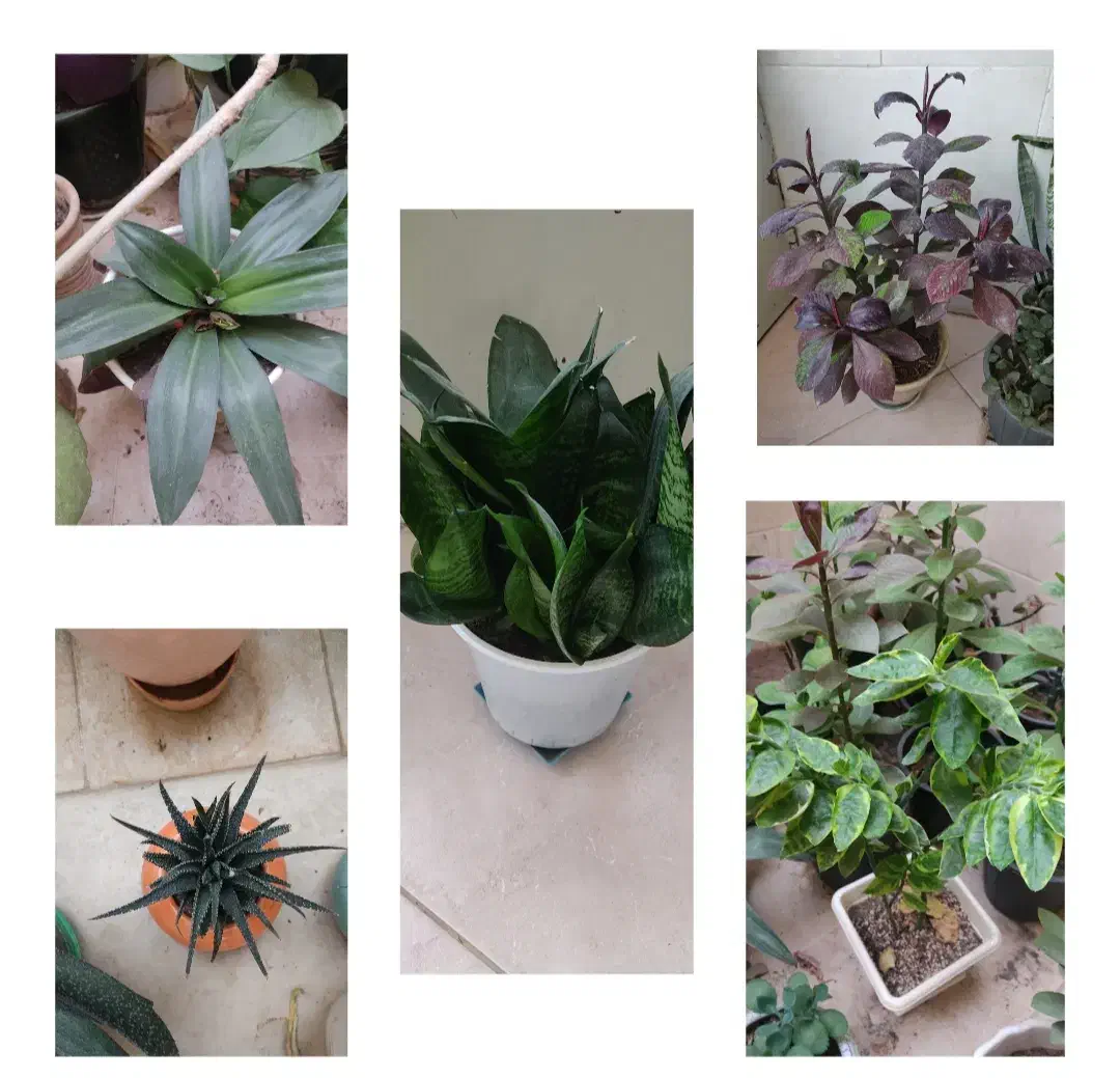 گل های زیبا آپارتمانی|گل و گیاه طبیعی|بسطام, |دیوار