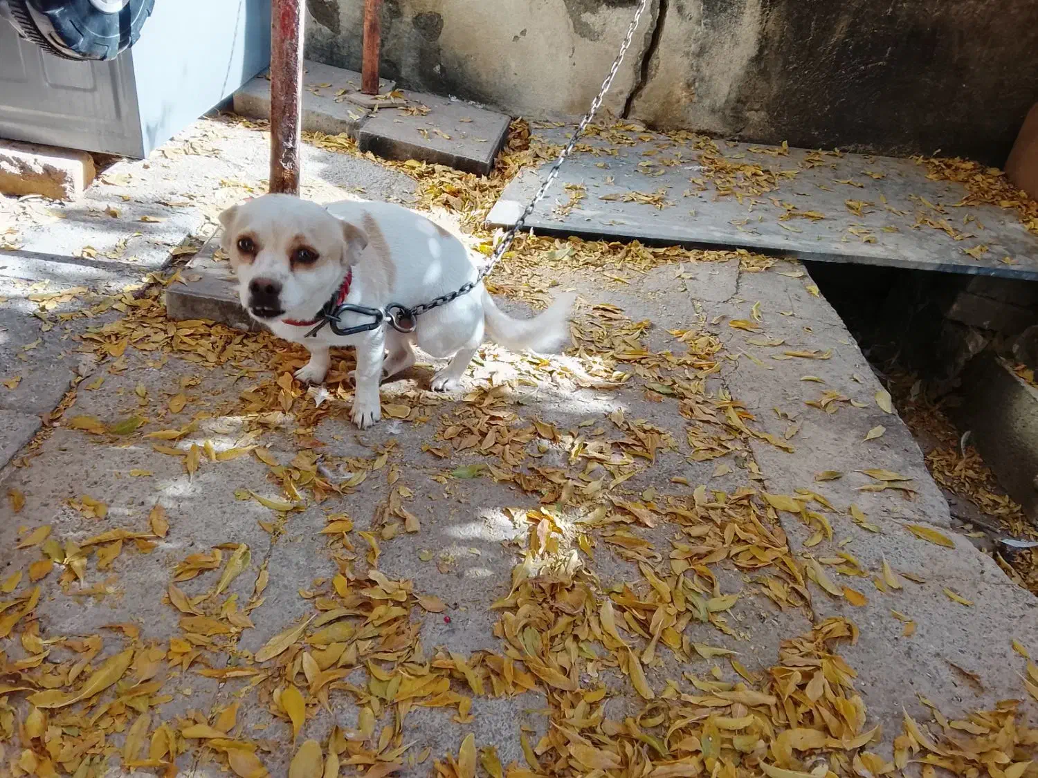 سگ آپارتمانی درجه یک|سگ|زرندیه, |دیوار