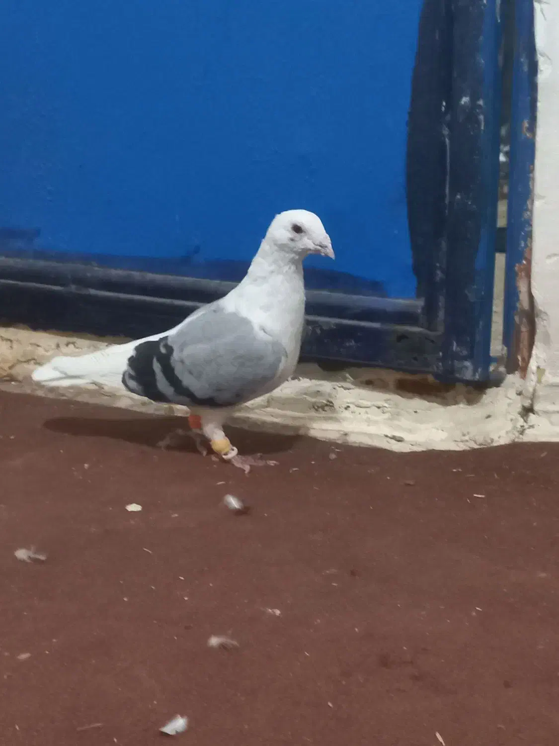 پرنده|پرنده|گتوند, |دیوار