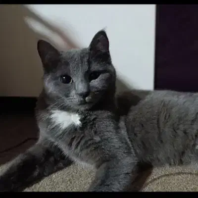 واگذاری گربه زیبا|گربه|شیراز, دکتر حسابی|دیوار