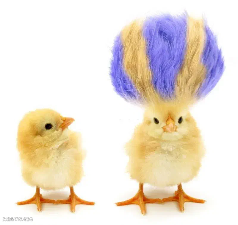 جوجه مرغ|حیوانات مزرعه|رشت, رشتیان|دیوار