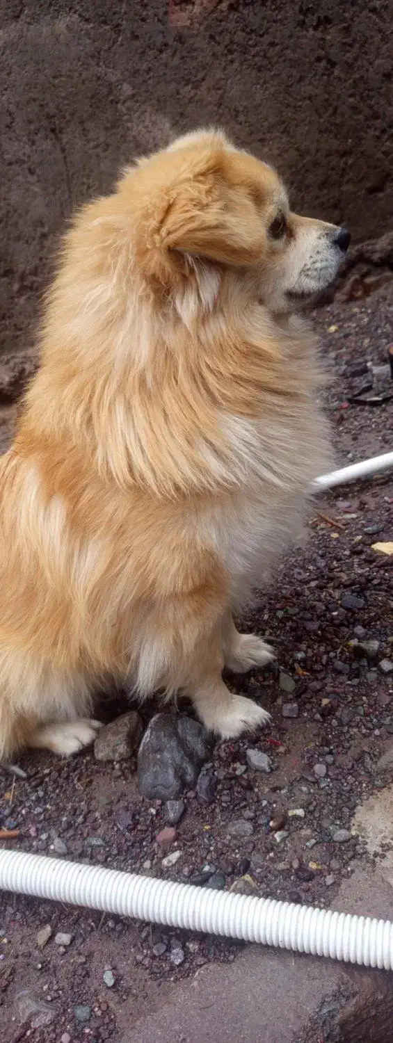 سگ پامر|سگ|بم, |دیوار