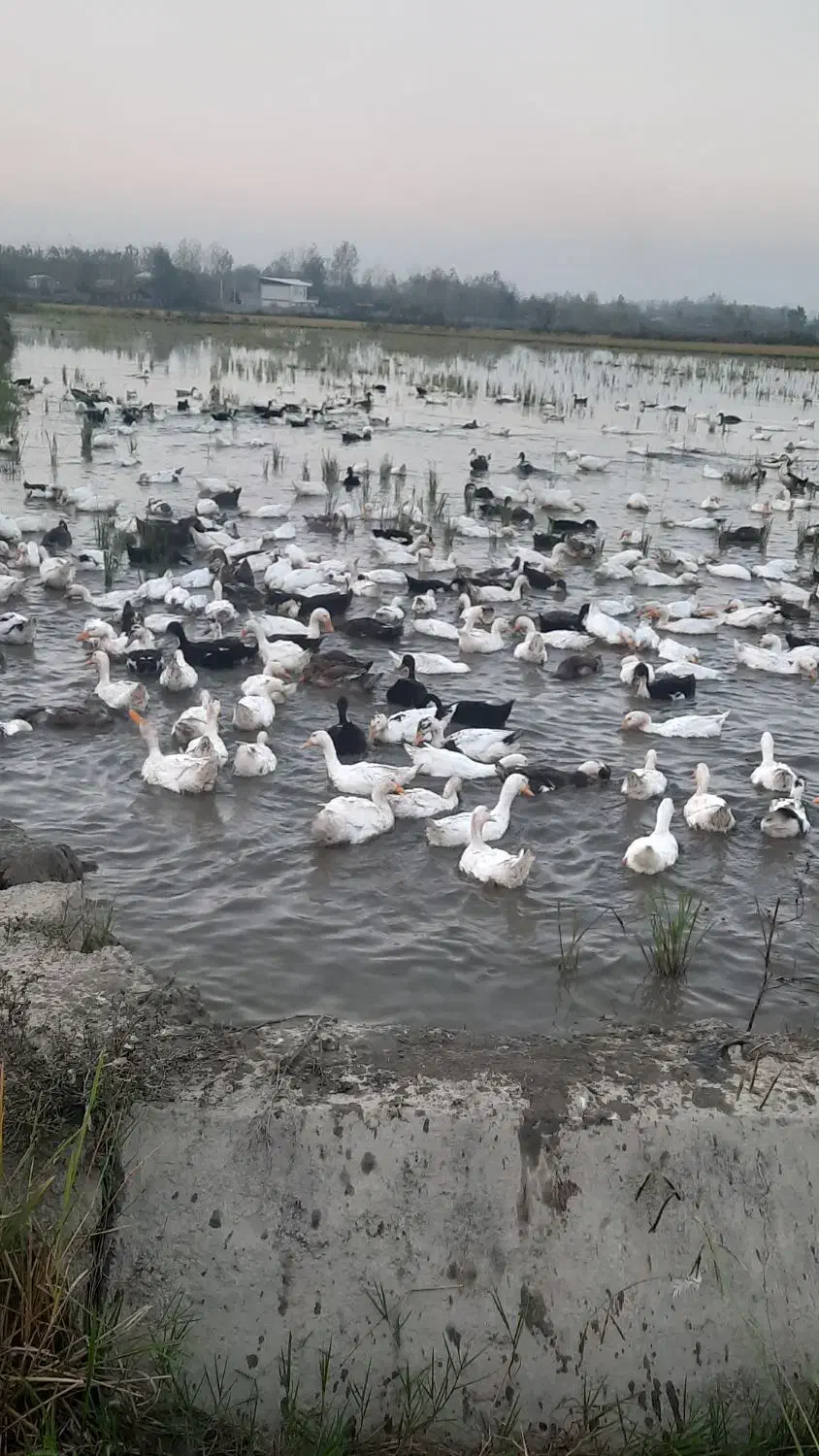 اوردک پرورشی .تعداد بالا فروشی|حیوانات مزرعه|تولم شهر, |دیوار