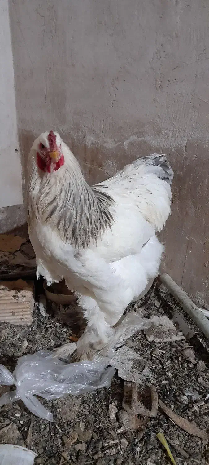 خروس|حیوانات مزرعه|جلفا, |دیوار