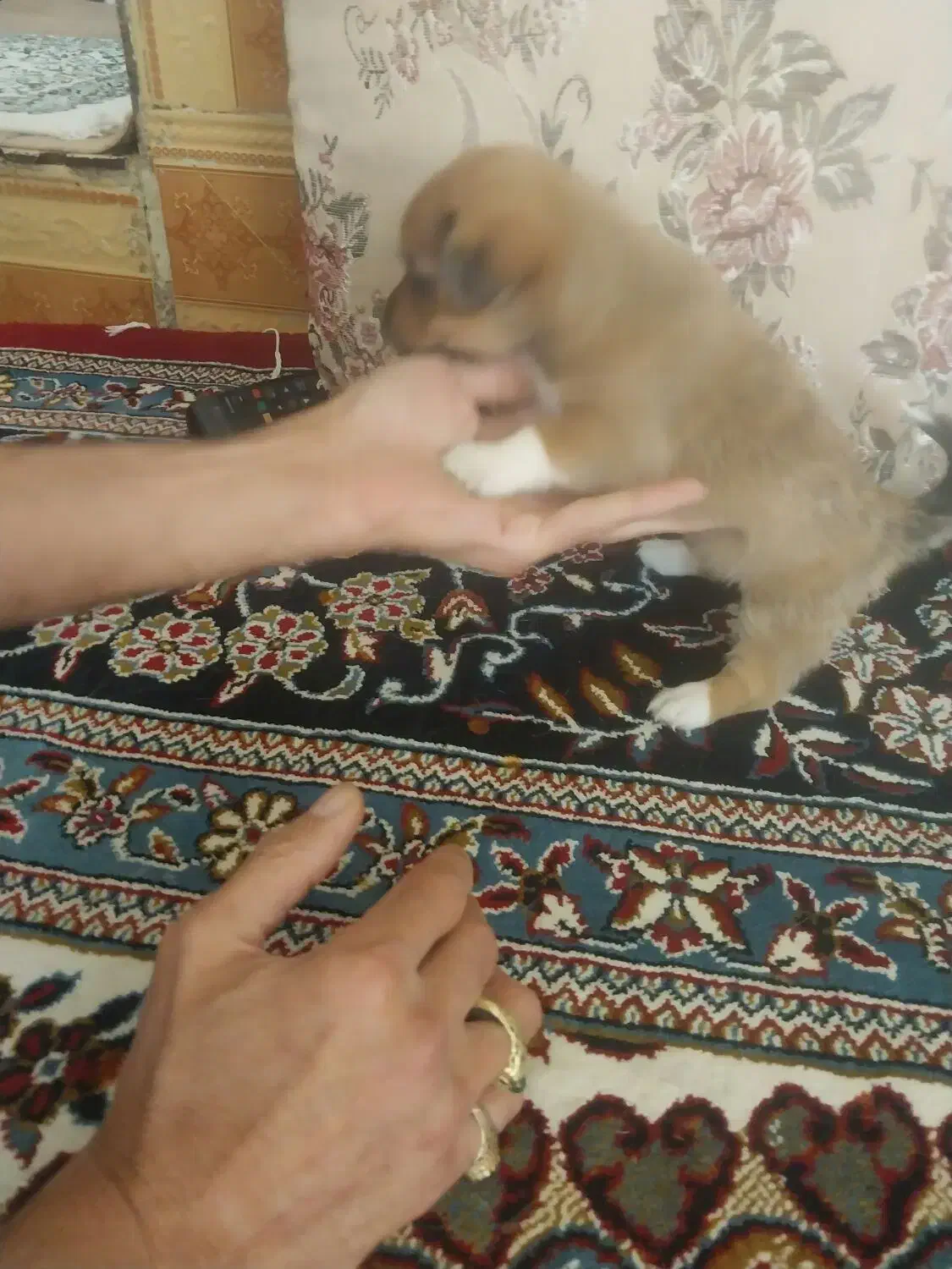 سگ پاکوتاه  از نژاد راسل تریر ورت تریر|سگ|دورود, |دیوار