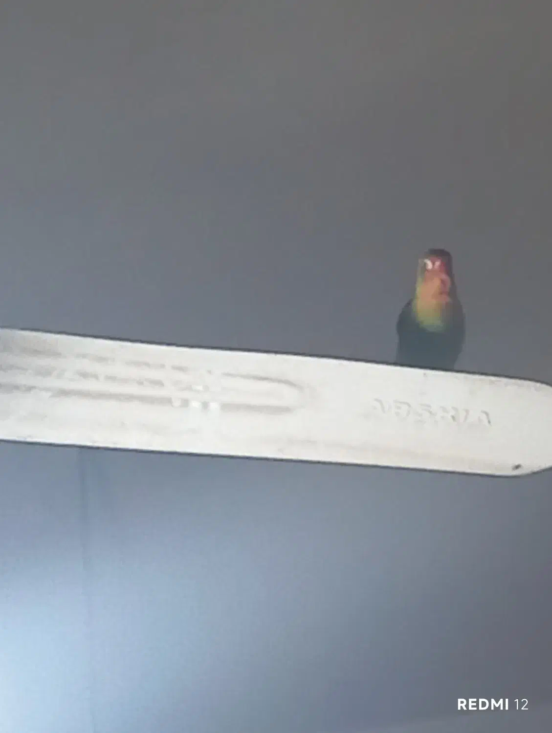 کوتوله برزیلی|پرنده|هیرمند, |دیوار