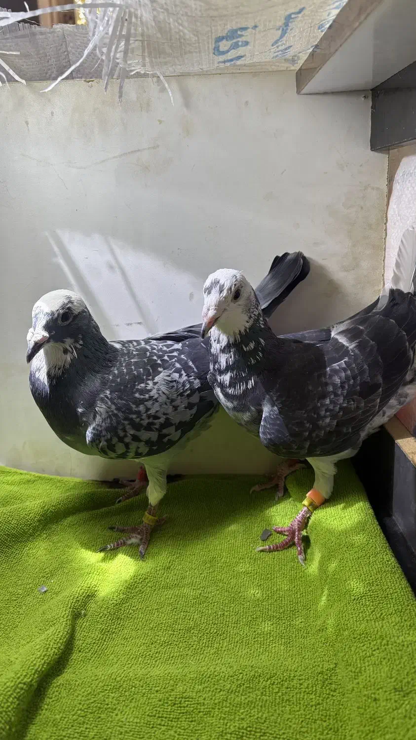 پلنگ سبز خوشگل|پرنده|عطاملک, |دیوار