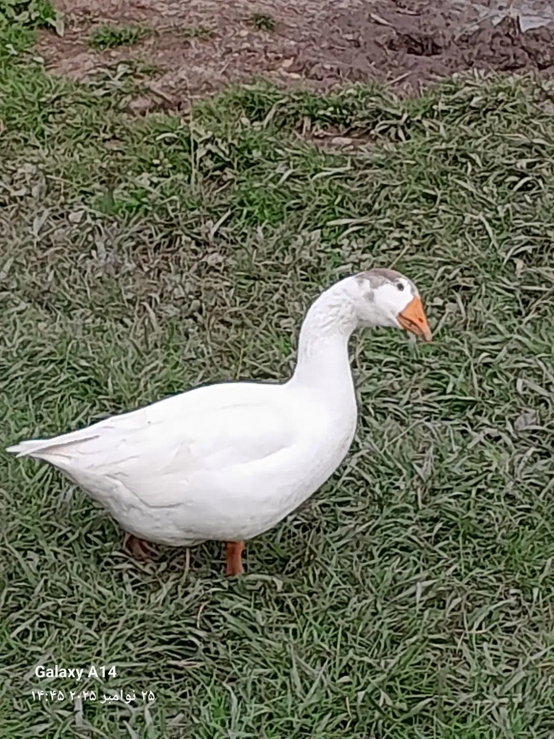 غاز سالم|حیوانات مزرعه|سنگر, |دیوار