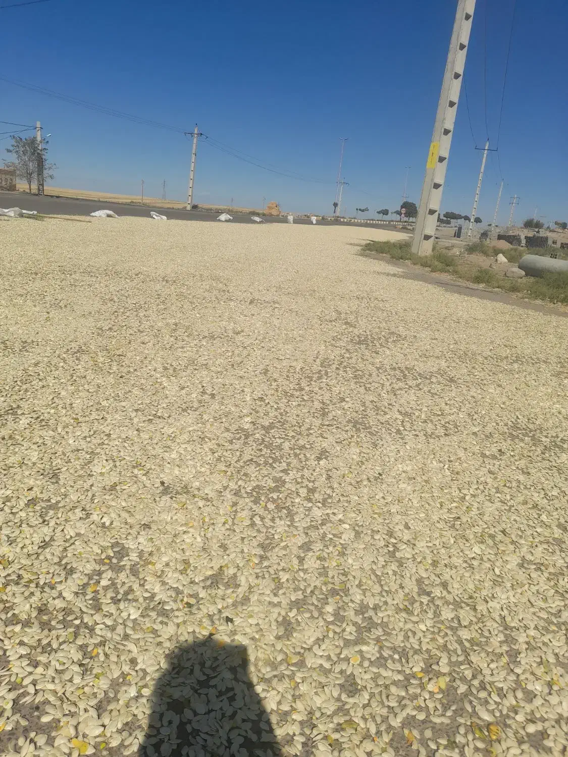 تخم کدو|عمدهفروشی|مهربان, |دیوار