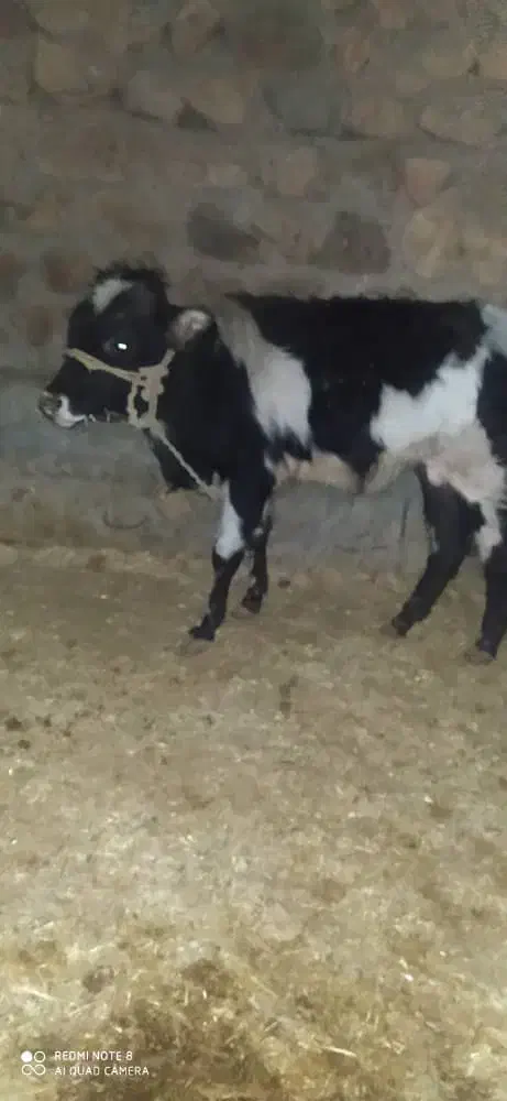 گوساله|حیوانات مزرعه|خرم‌آباد, |دیوار