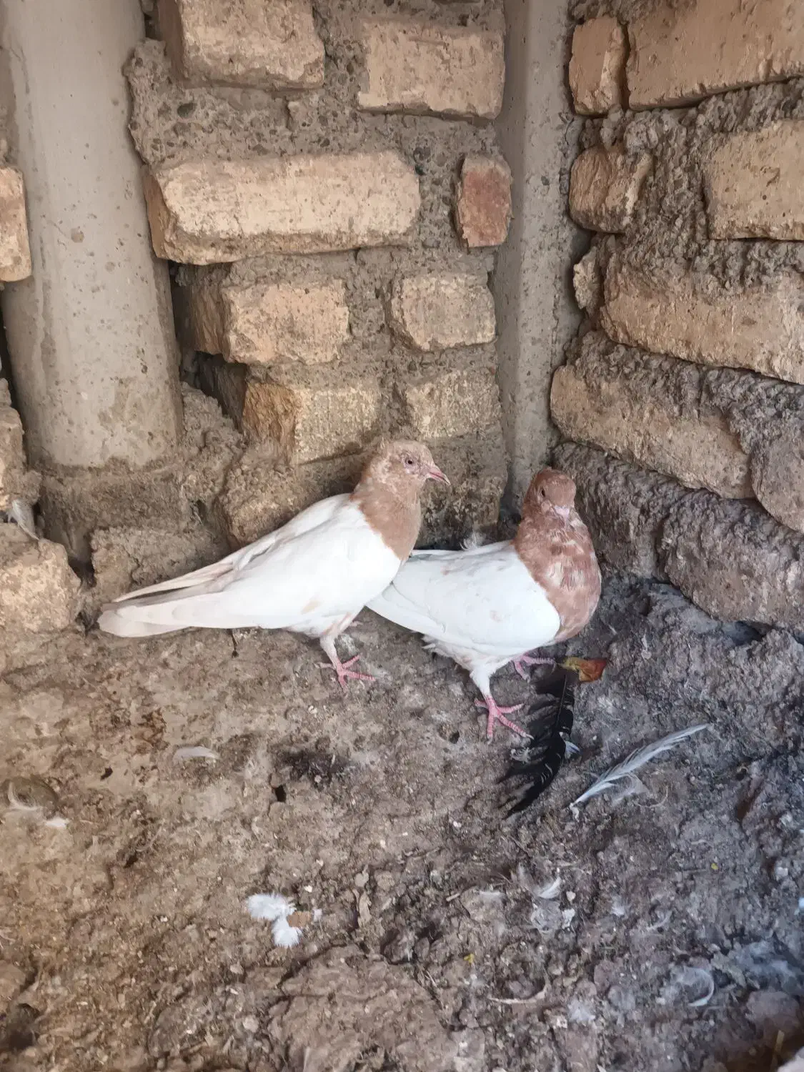 کبوتر کله زرد وطوقی|پرنده|پیر بکران, |دیوار