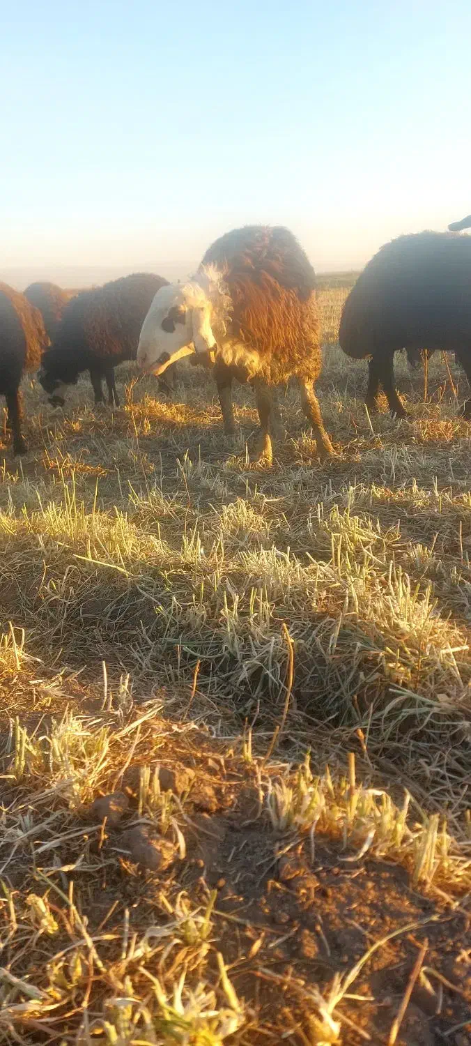 توغلی|حیوانات مزرعه|ثمرین, |دیوار