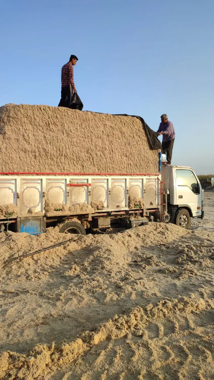 کاه علوفه نیشکر باگاس(جدید)|حیوانات مزرعه|مرودشت, ثبت احوال|دیوار