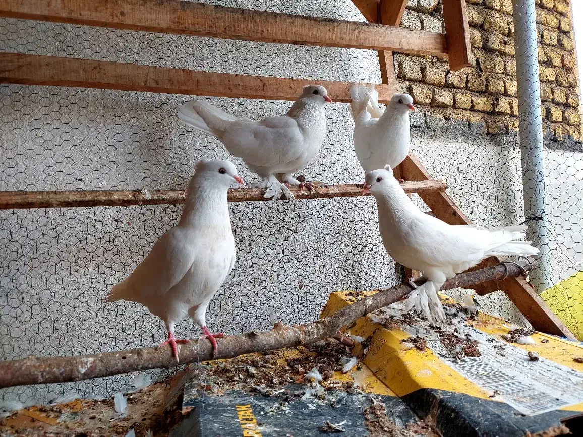 کبوتر سفید کاکلی|پرنده|کردکوی, |دیوار