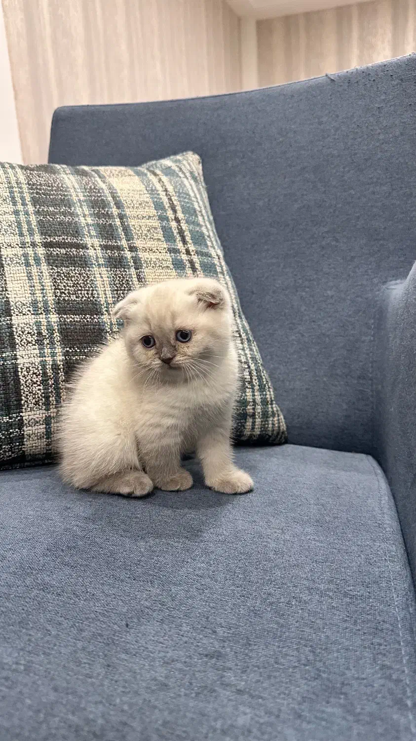 کربه اسکاتیش|گربه|یزد, |دیوار