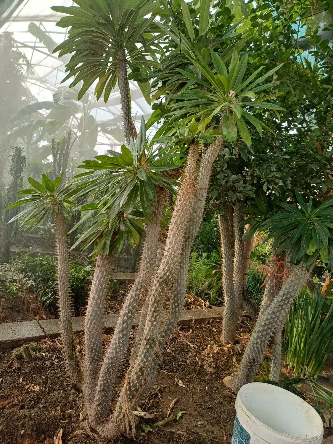 گل کاکتوس نخل ماداگاسکار|گل و گیاه طبیعی|بیستون, |دیوار