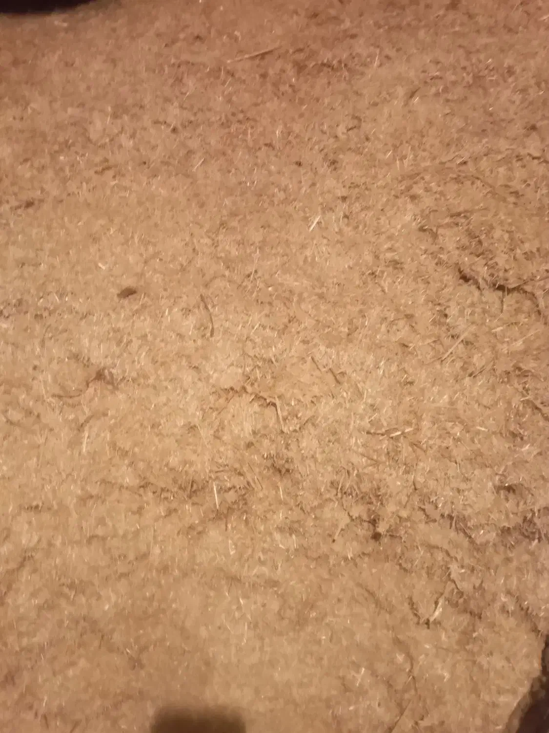 کاه گندم ویونجه|لوازم جانبی حیوانات|صحنه, |دیوار