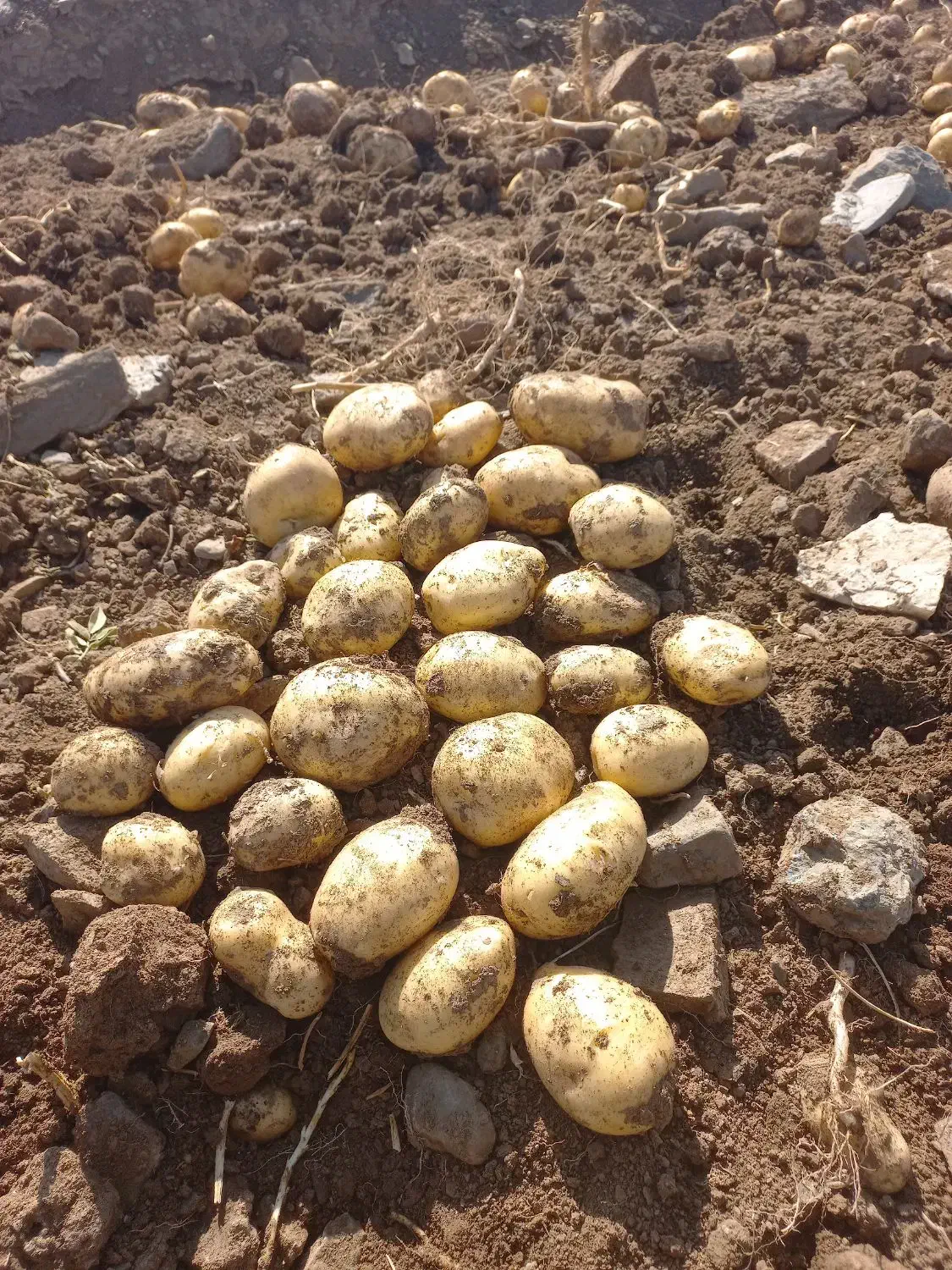 سیب زمینی بذری و خوراکی سانته مدل ۴۰۲ درجه یک|خوردنی و آشامیدنی|ازنا, |دیوار