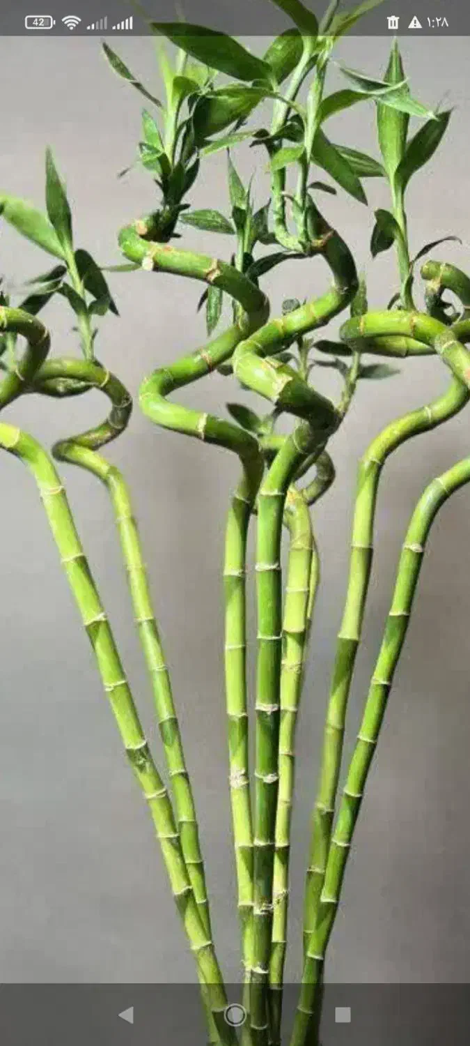 گل.کال ای پول وثروت|کنسول، بازی ویدئویی و آنلاین|بروجرد, |دیوار