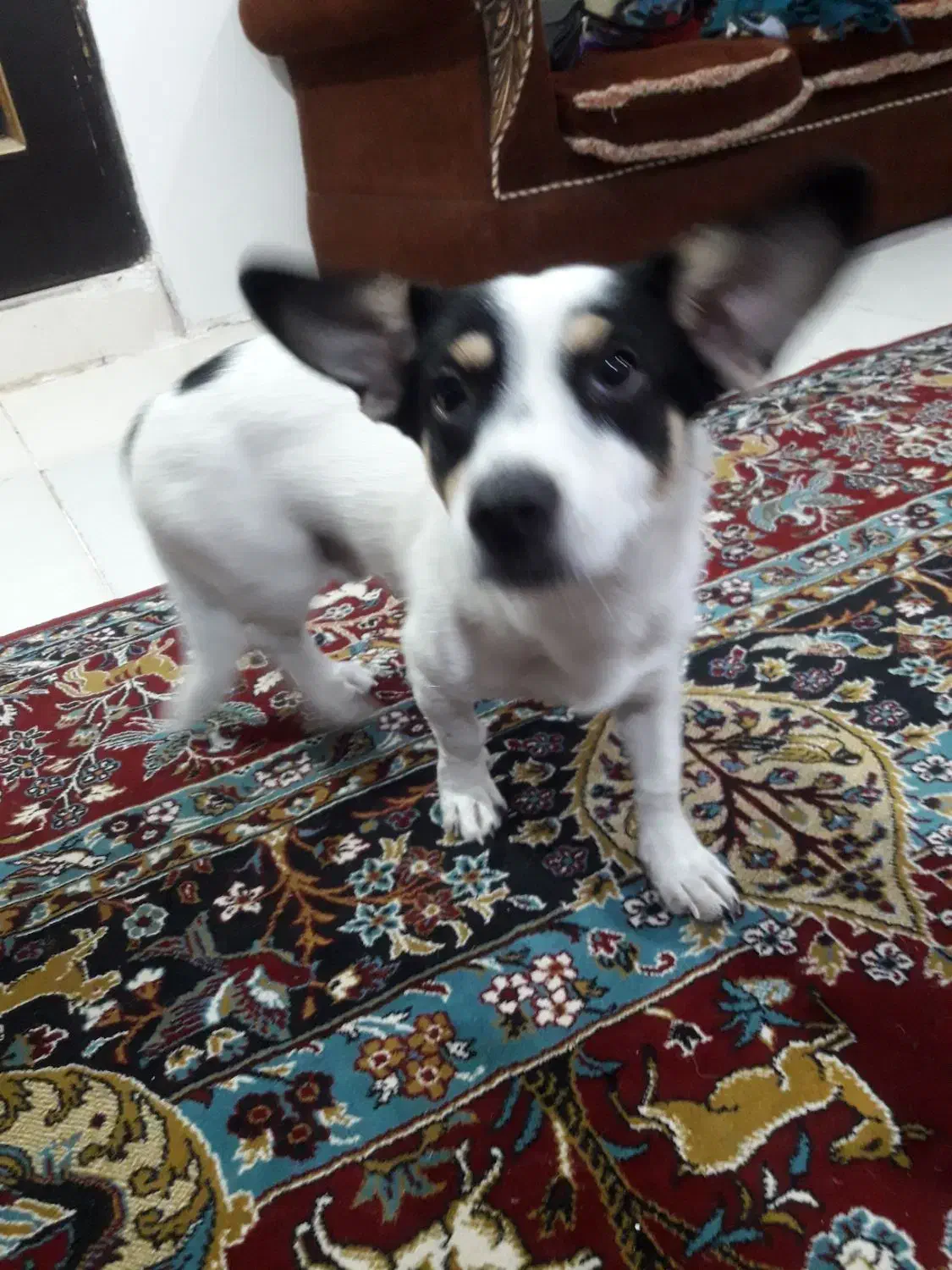 سگ گمشده|سگ|اهواز, کمپلو جنوبی|دیوار