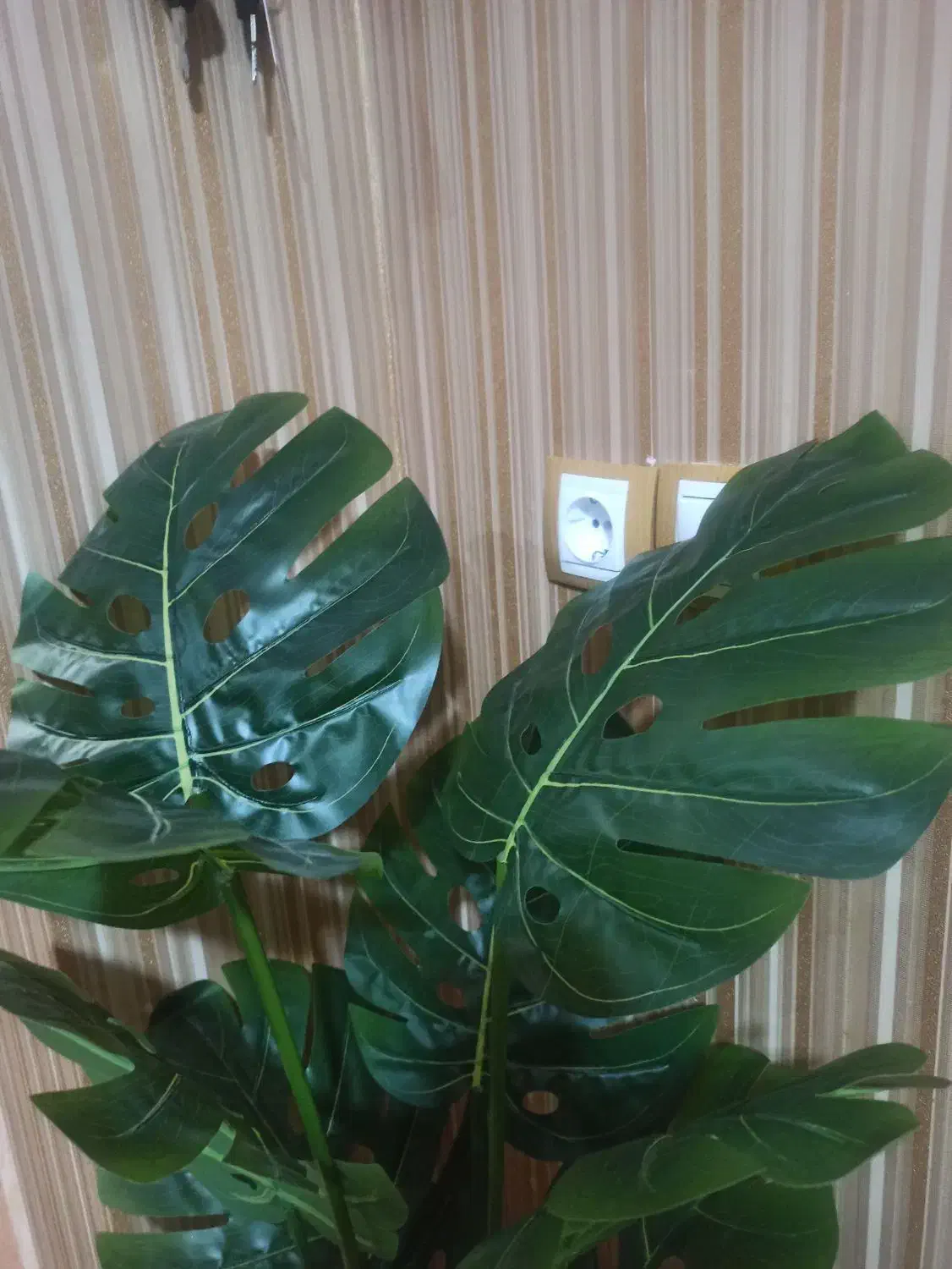 درختچه برگ انجیری نو وارداتی|گل مصنوعی|یاسوج, |دیوار