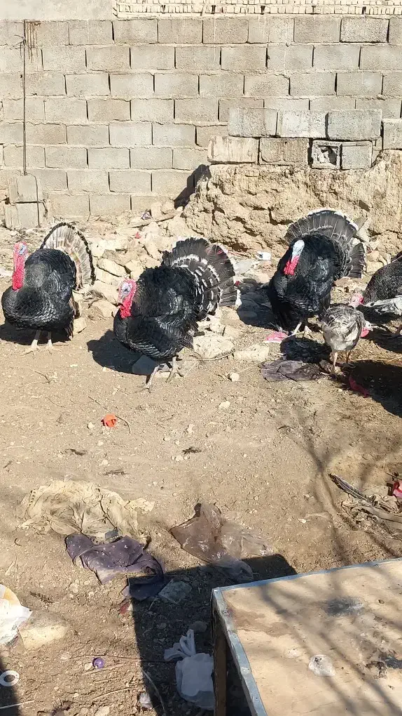 بوقلمون|حیوانات مزرعه|کرباسک, |دیوار