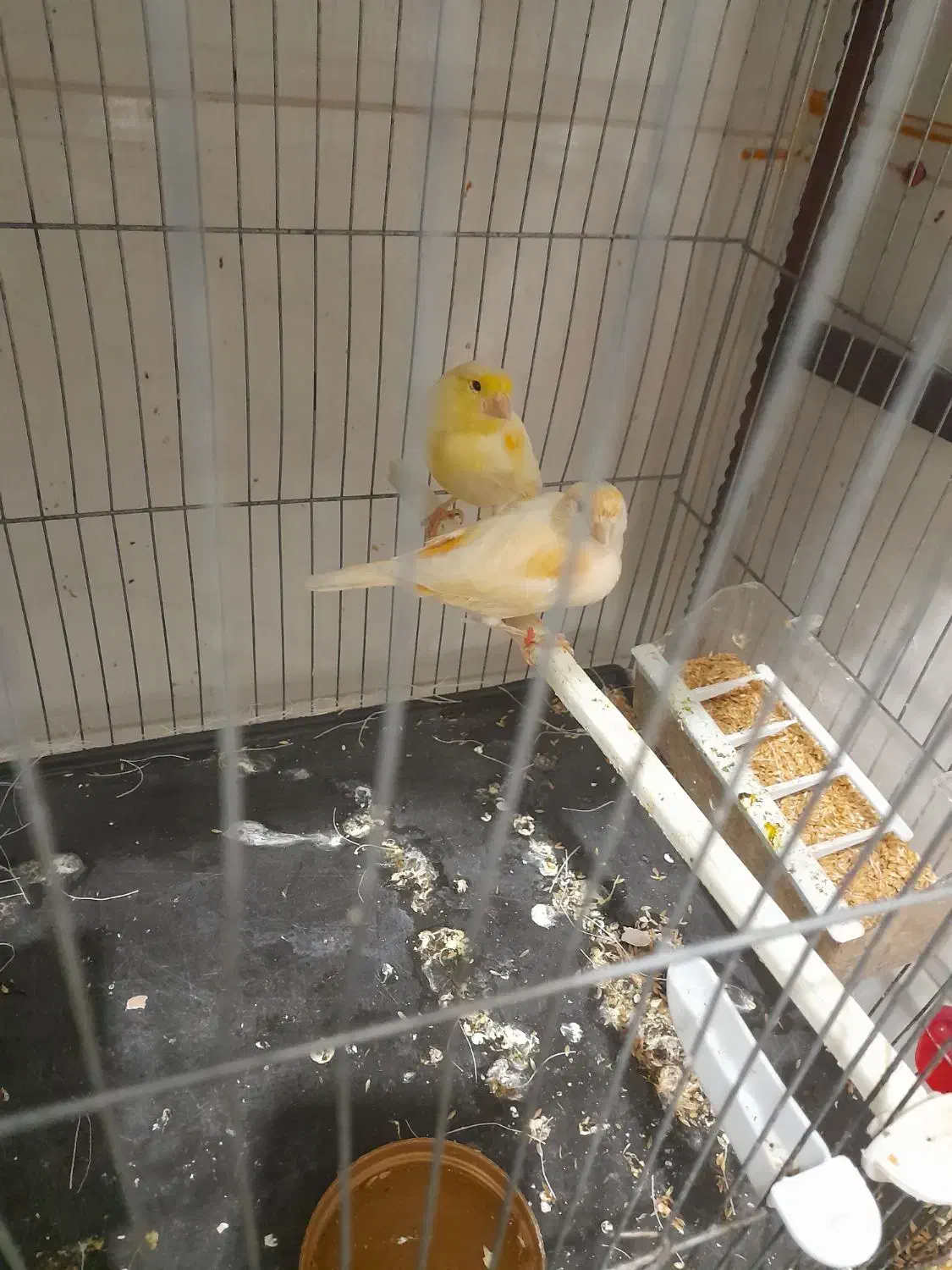 قناری|پرنده|یزد, |دیوار