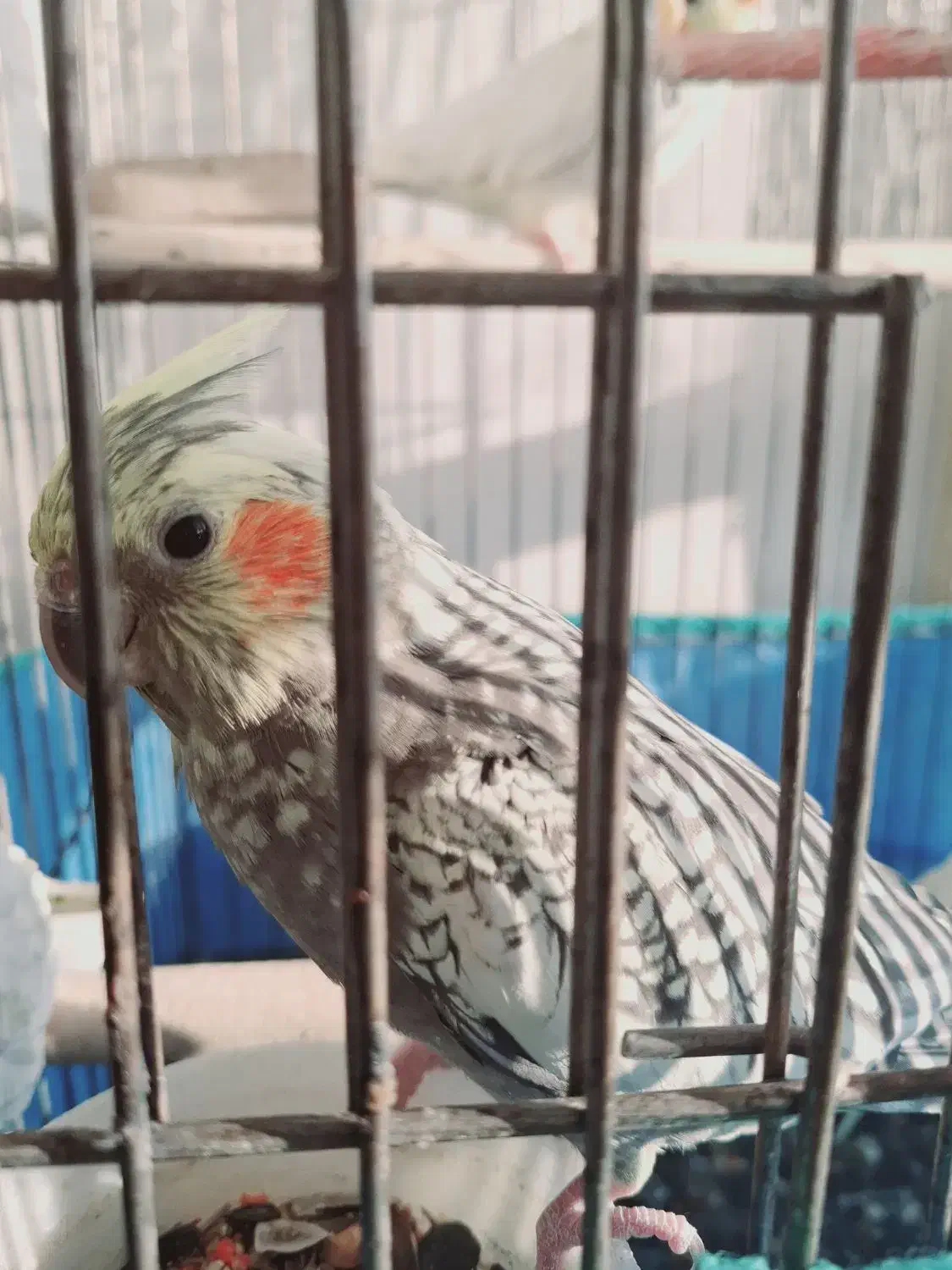 پرندە|پرنده|قروه, |دیوار