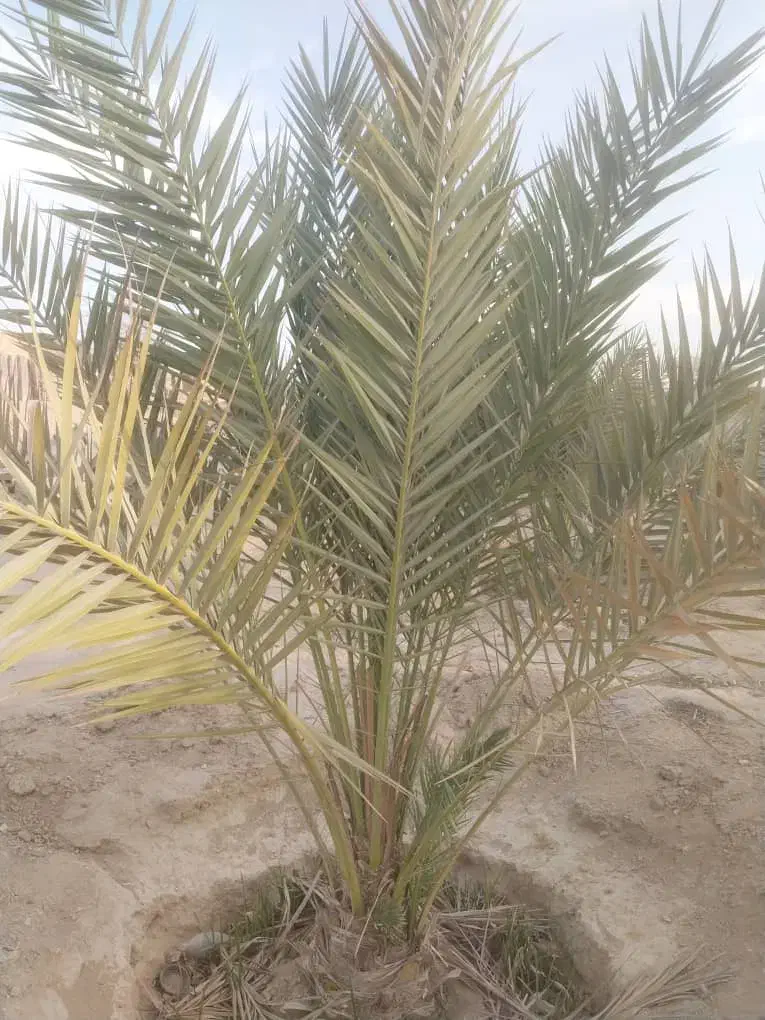 فروش یک عدد نخل سلونی|گل و گیاه طبیعی|قشم, |دیوار
