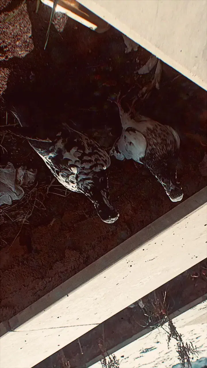 کبوتر|حیوانات|مرند, |دیوار