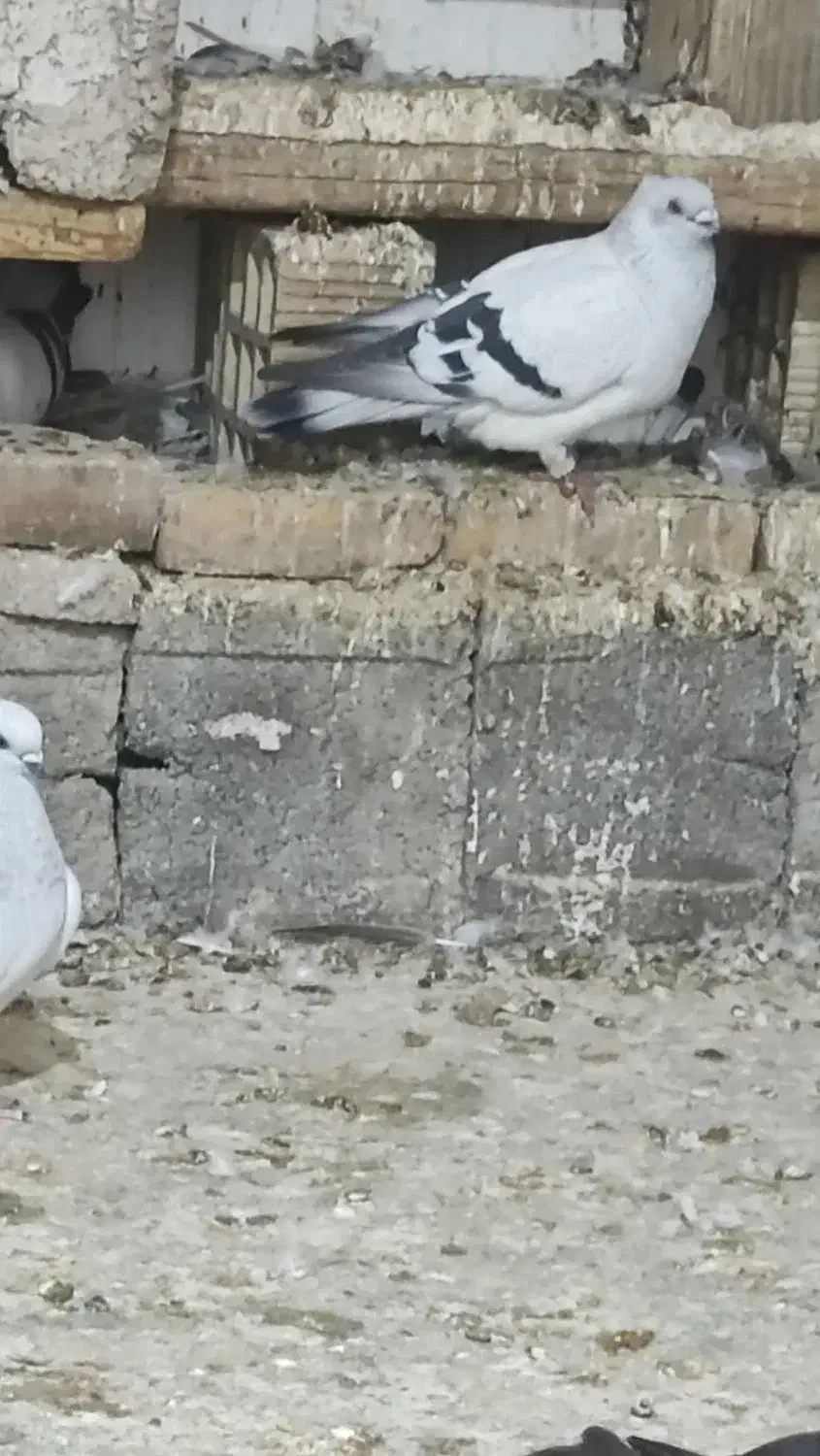 یک عددشامی نر|پرنده|مسجد سلیمان, |دیوار