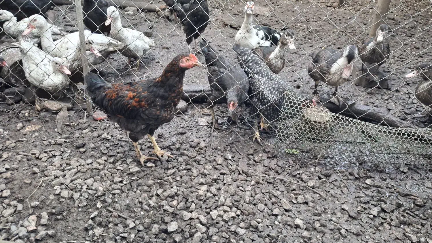 فروش مرغ تخمگذار و نیمچه خروس|حیوانات مزرعه|رضوانشهر, |دیوار