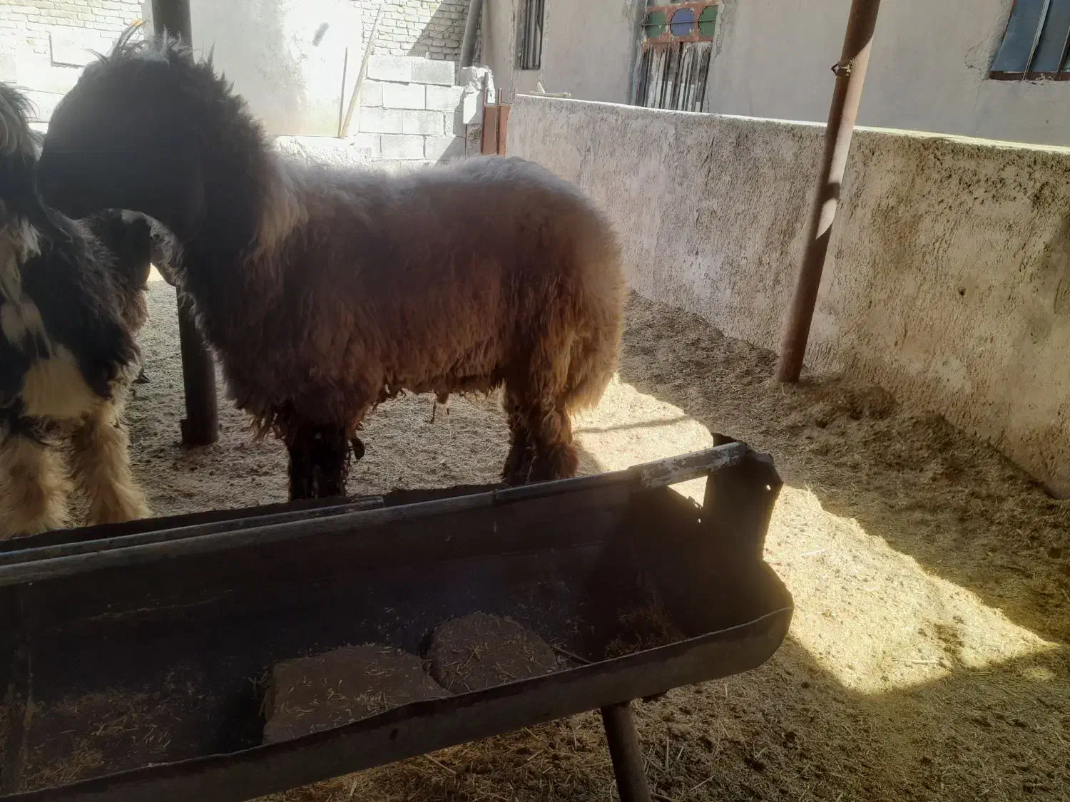 قوچ ، بره قوچی ، میش ، بره نر|حیوانات مزرعه|شیراز, بید زرد|دیوار