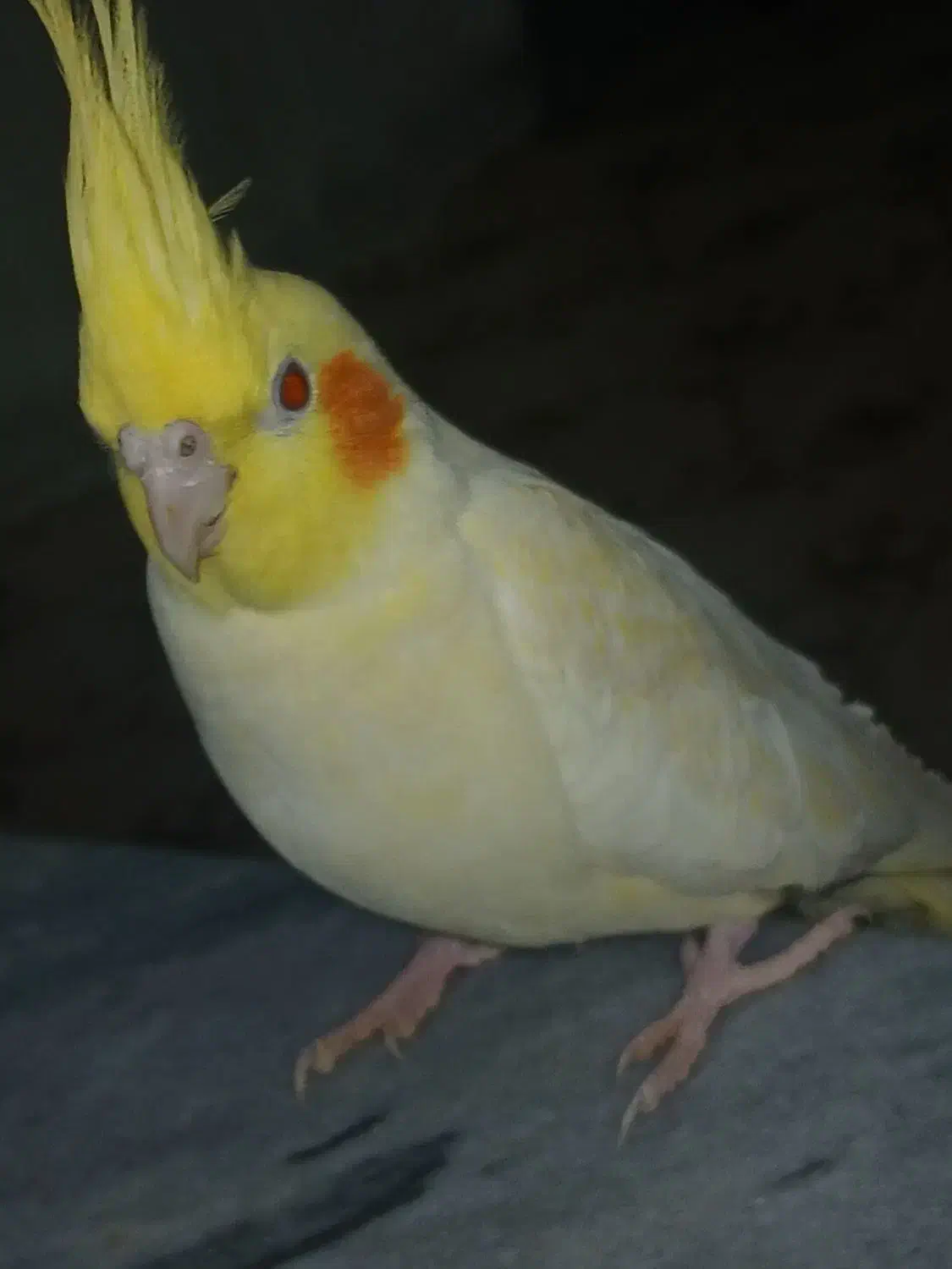 عروس هلندی|پرنده|مریوان, |دیوار