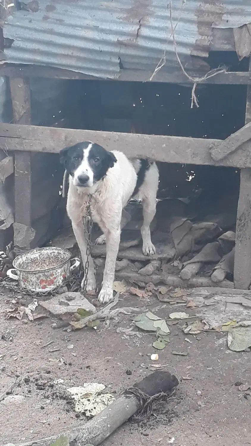 واگذاری رایگان سگ|سگ|سنگر, |دیوار