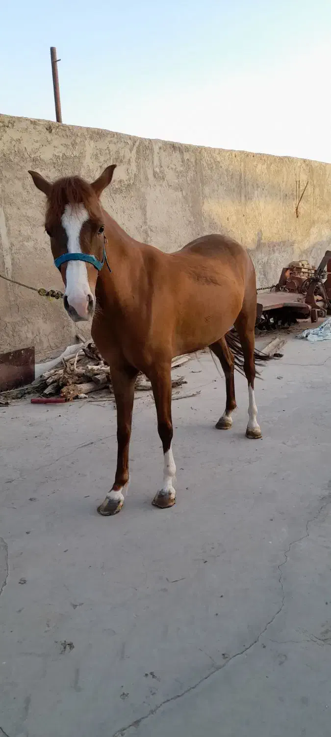 مادیان کرد|اسب و تجهیزات اسبسواری|سیرجان, |دیوار