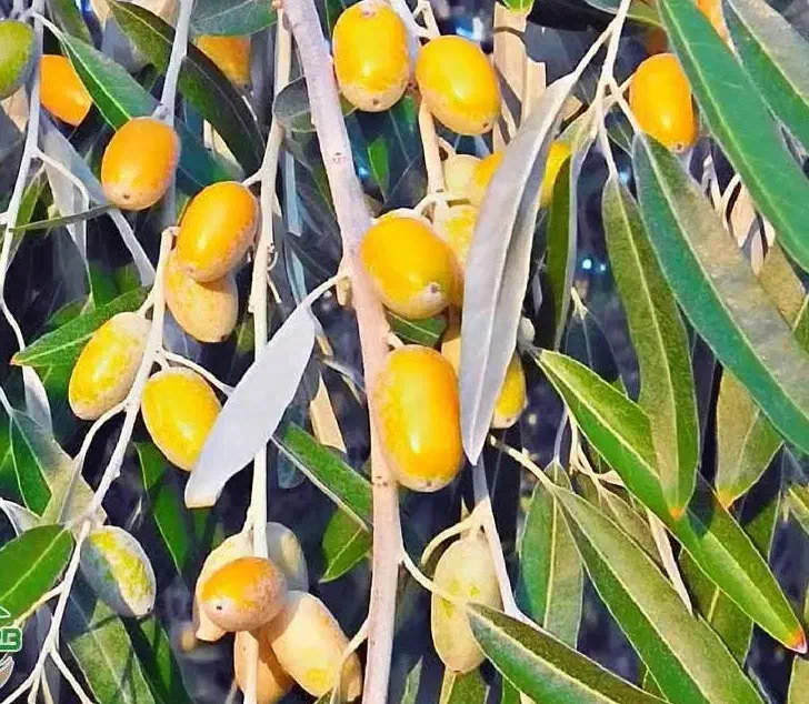 پیش فروش نهال سنجد قزل|خدمات باغبانی و درختکاری|اسفیچ, |دیوار