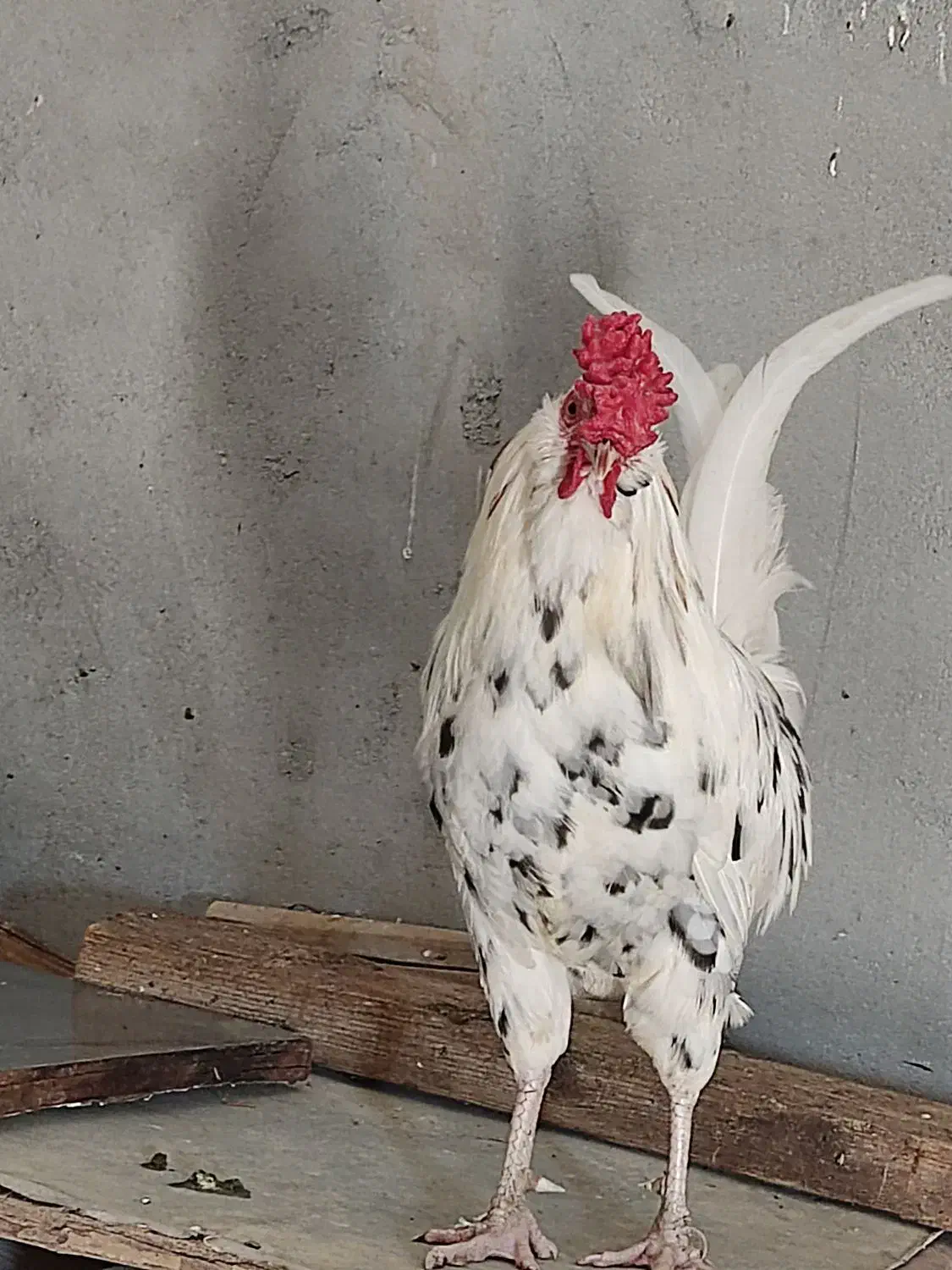 خروس|حیوانات مزرعه|اهواز, ۳۰ متری|دیوار