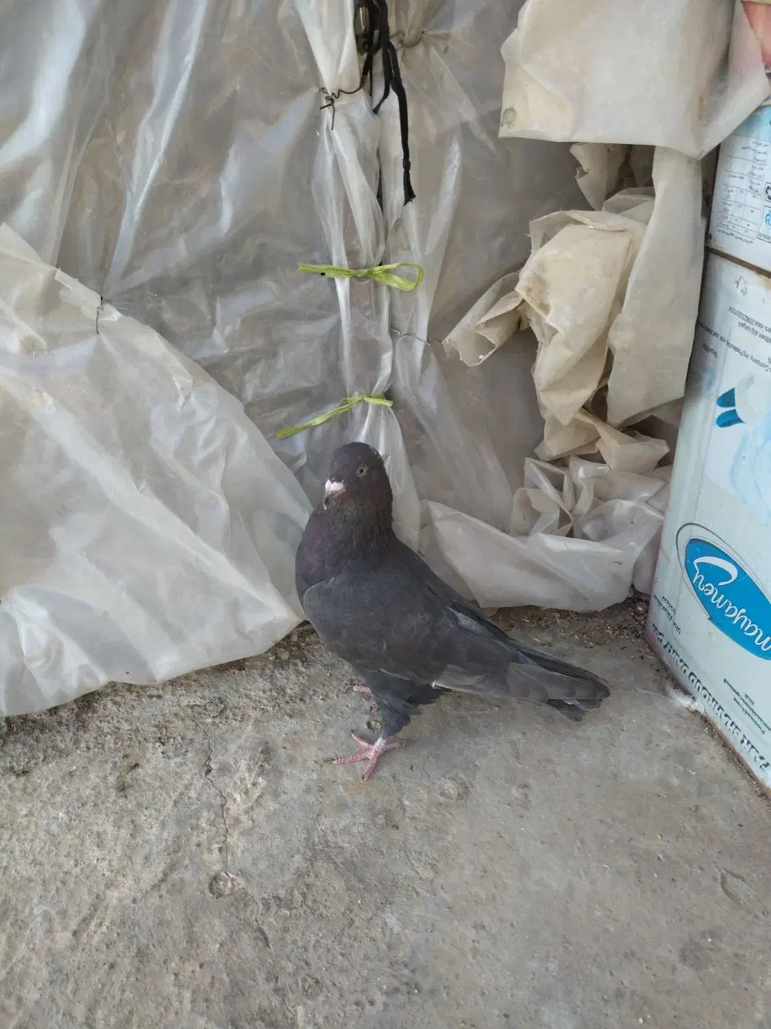 سوسکی سیاه|پرنده|بجنورد, |دیوار