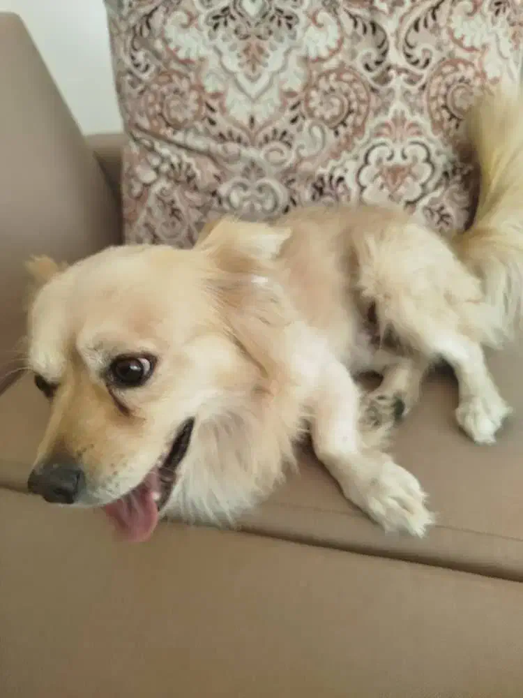 سگ بامر روباهی بافهم|سگ|بوشهر, |دیوار