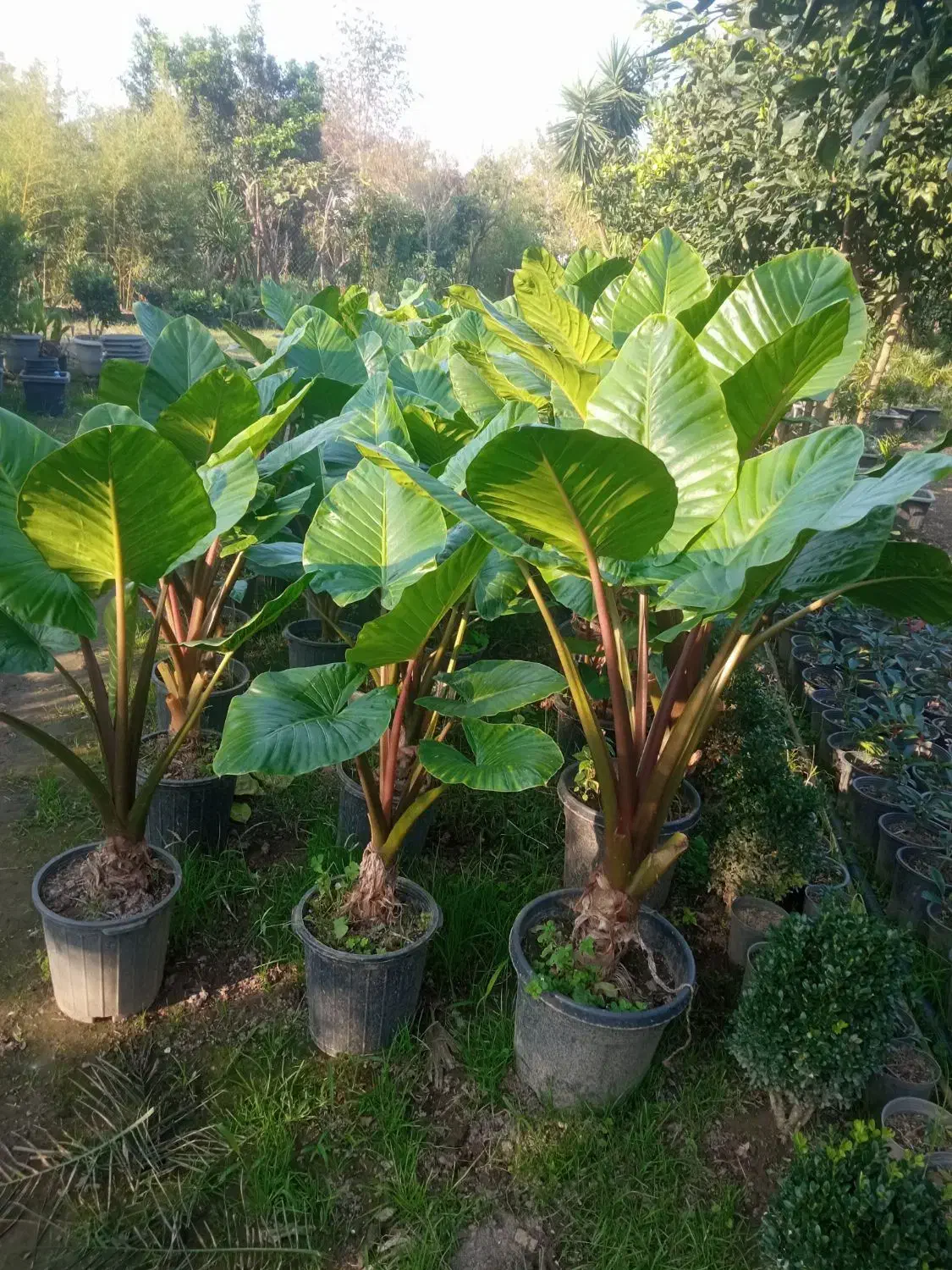 فروش انواع گل|خدمات باغبانی و درختکاری|رودسر, |دیوار