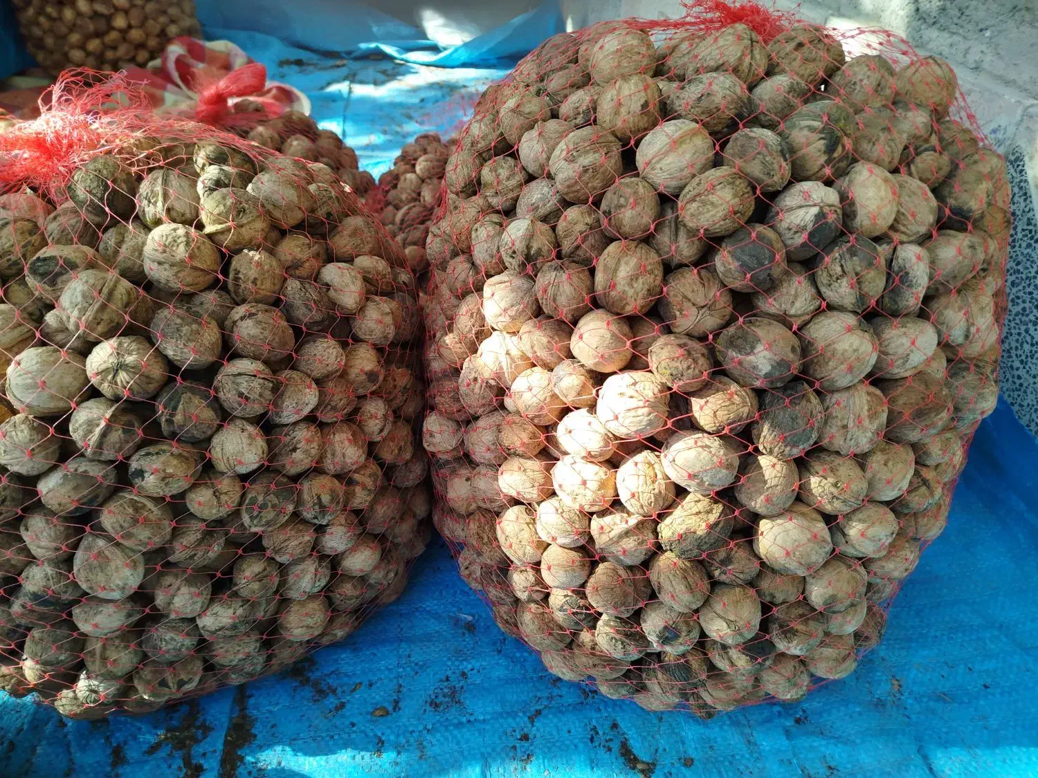 گردو کوهستان|خوردنی و آشامیدنی|بردسیر, |دیوار