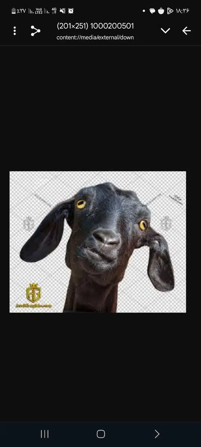 ۲عددبز درتیس گم شده|حیوانات|چابهار, |دیوار