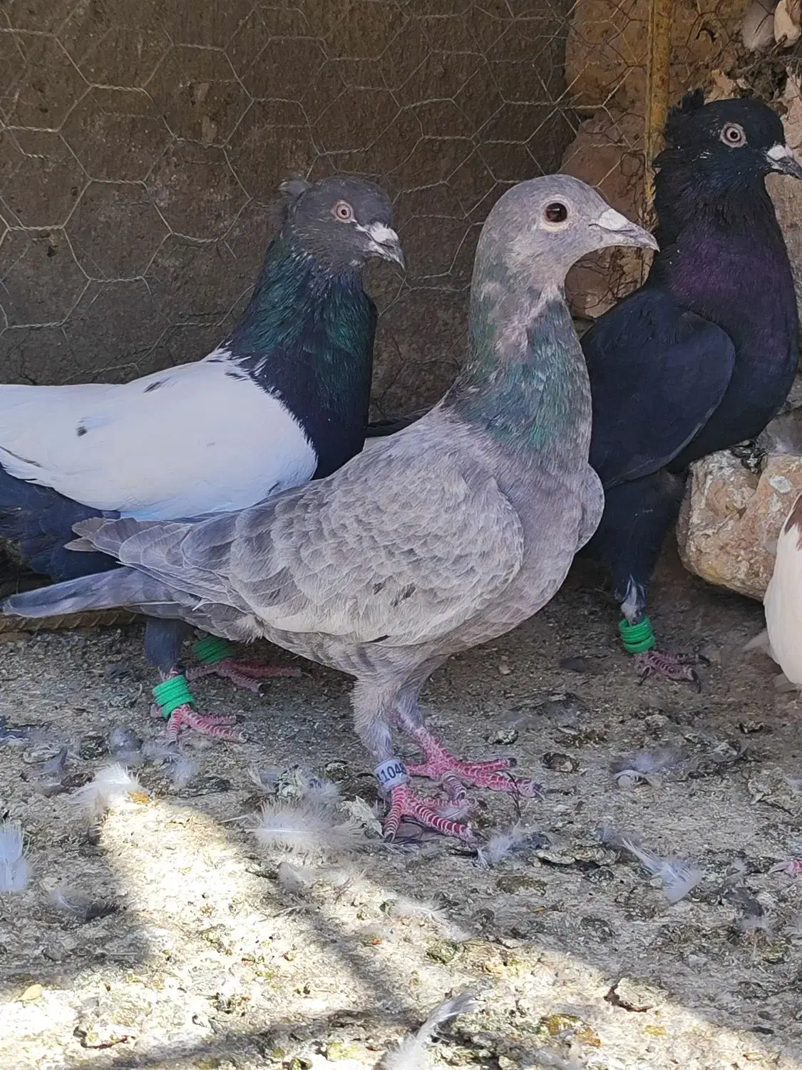 چند عدد رنگی با یک سار کرمانی|پرنده|تربتحیدریه, چهارراه خواف|دیوار