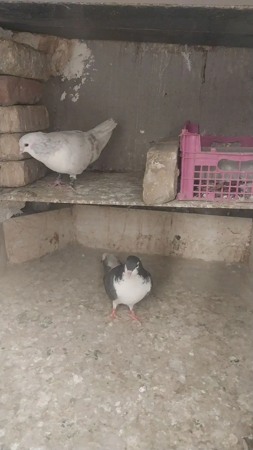 نروماده‌ساده‌هفترنگ|پرنده|کاشمر, |دیوار