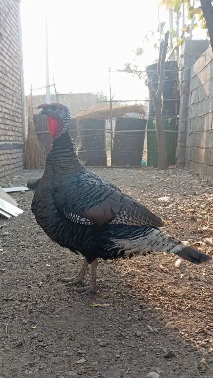 بوقلمون نر صددرصد طبیعی|حیوانات مزرعه|پارس‌آباد, |دیوار