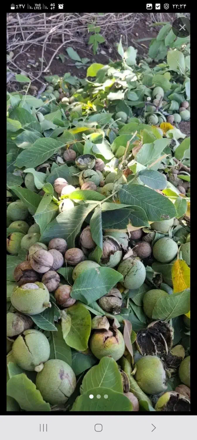 انواع گردو با پوست .مغز|خوردنی و آشامیدنی|تهران, آشتیانی|دیوار