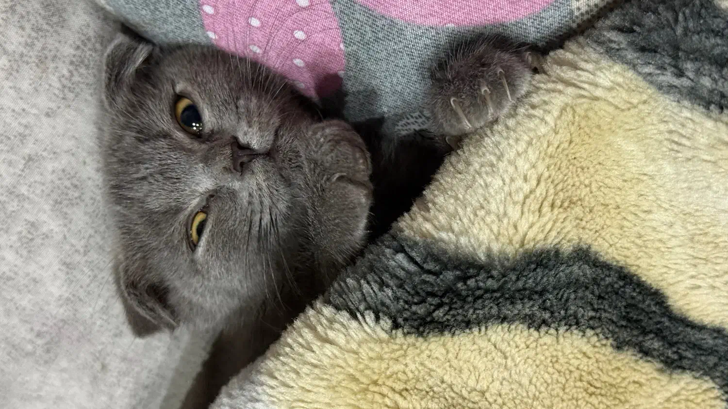 اسکاتیش. دونیم ماهه|گربه|قم, زنبیل آباد|دیوار