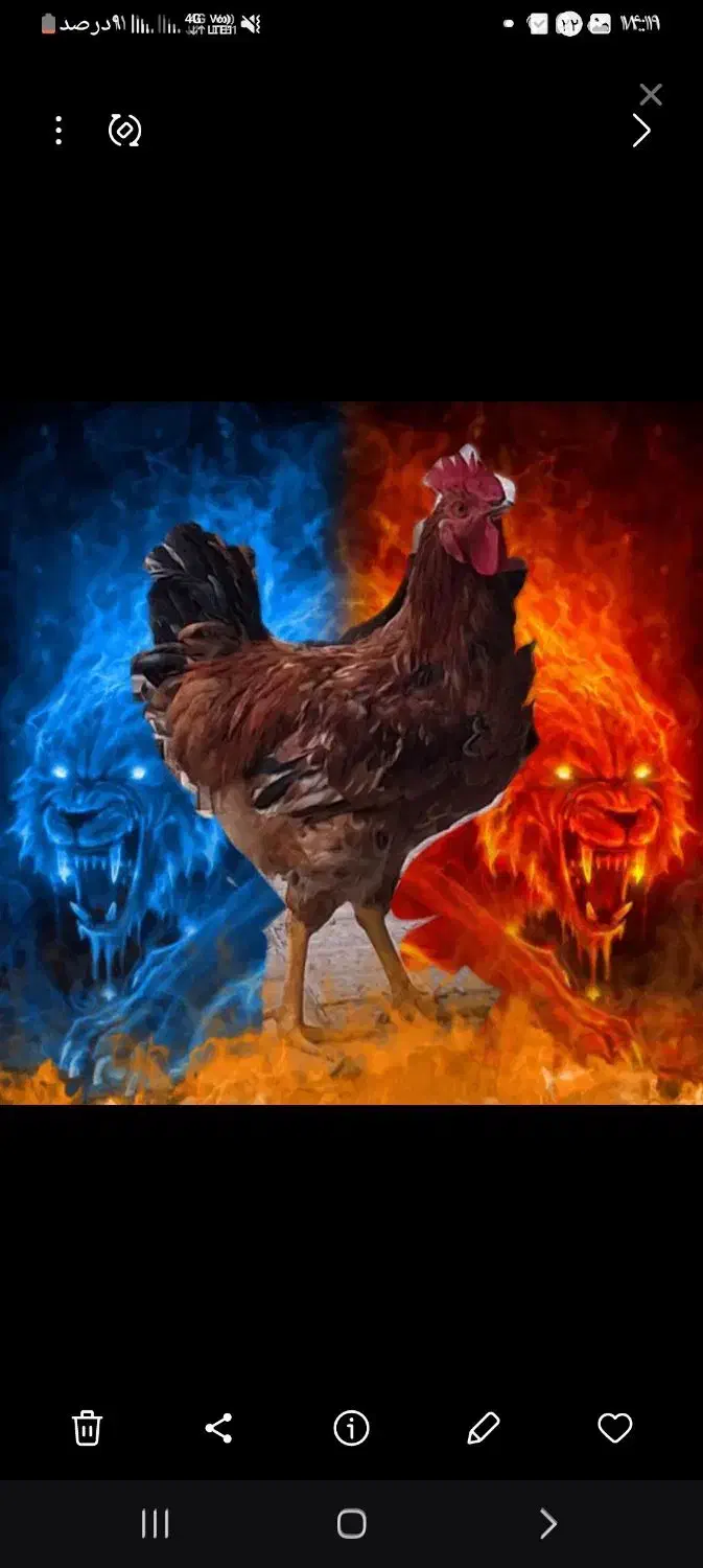 مرغ خروس|حیوانات مزرعه|کن, |دیوار